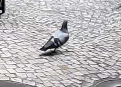 🔥 Pigeons hold their heads perfectly still in between steps