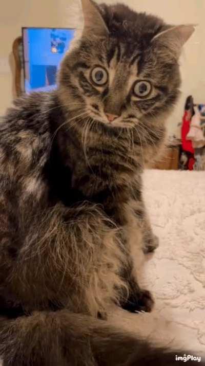 Don't touch me Human!