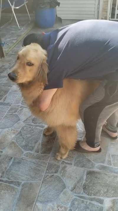 My neighbor's golden retriever