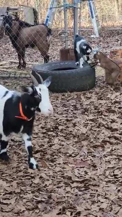 Tired Baby Goats