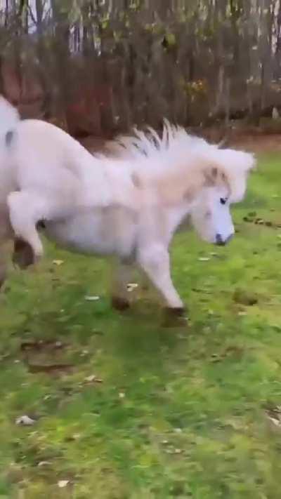 A beautiful pony â¥ï¸