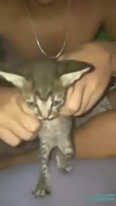 vamos, flexione a tcheca😢