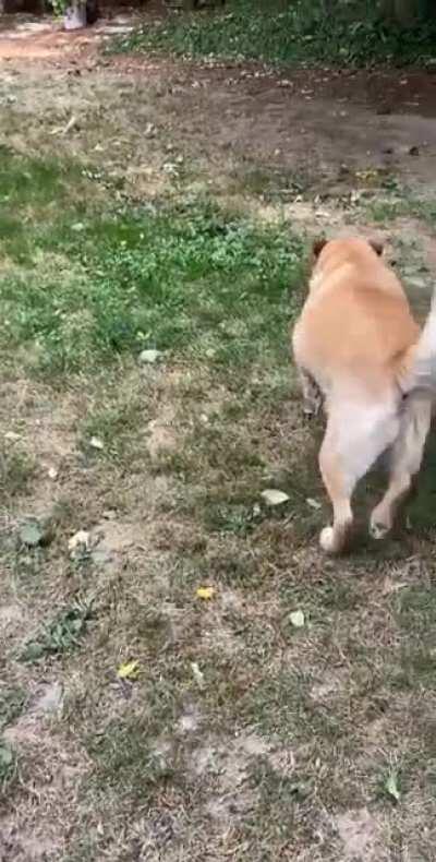 Tilly found an apple, and it&rsquo;s her best friend now