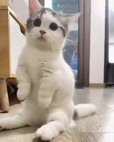 Come on, baby, bring that thing again