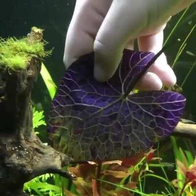 🔥 The underside of the nymphaea zenkeri