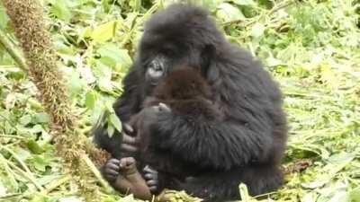 🔥 At 7 years old, Ubukombe is a little too young to have children of her own, but she likes babysitting. The Gorilla moms in her group trust her with her babies as they rest, and she seems totally up for it