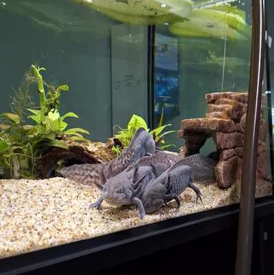 Just walk right on over him