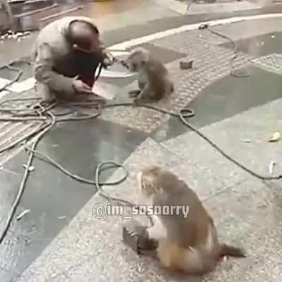 Now he is dead for abusing monke