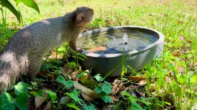 Our daily visitor Mr. Mongoose also helps himself to the birdbath! (India)