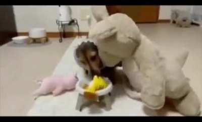 Doggo Inviting his friends for food