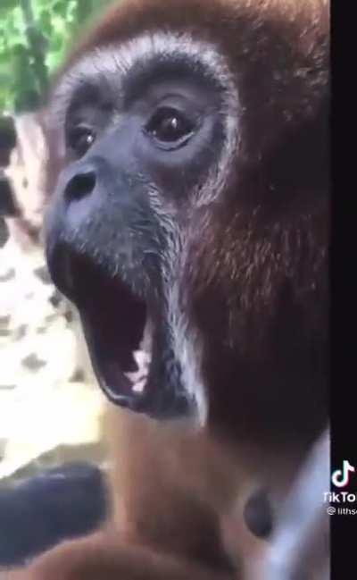 Apes tomorrow morning at 9am