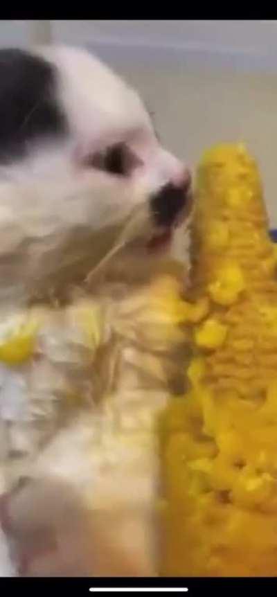 Can I have some corn please sir?