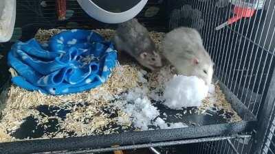 I think they like snow