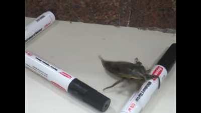 Management may have misplaced one of those alien eggs on Earth