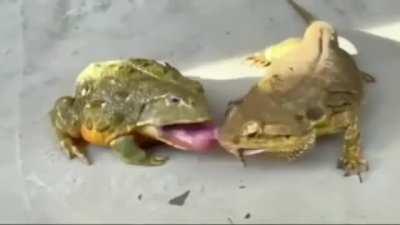 The frog's look of denial