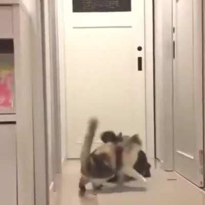 To sneak up on a cat.