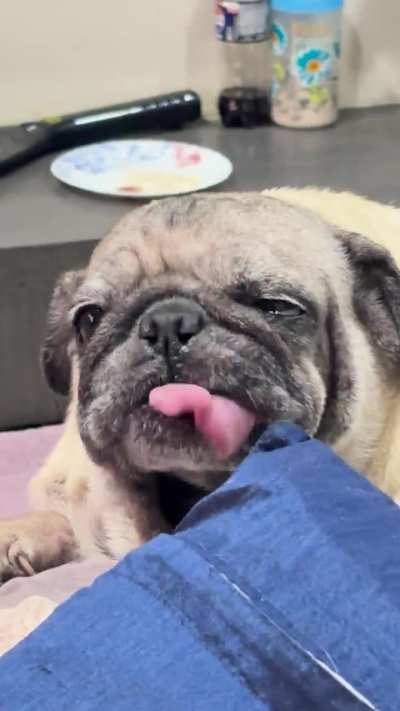 Molly being derpy after a heart warming chicken feet broth 🤪