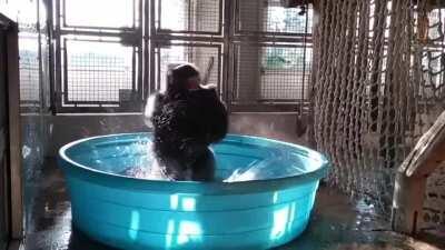 🦍 when the dip hits and it’s discount time