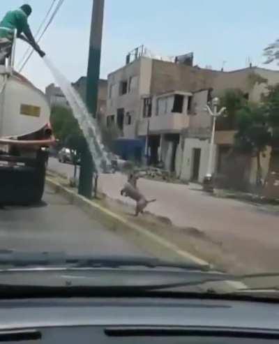 Making a Doggo happy on a sunny day