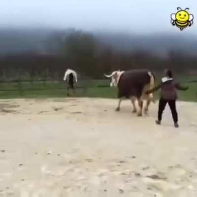 This cow that thinks it's a showjumping horse