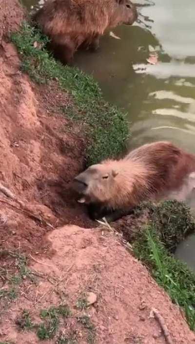 A capybara yawning