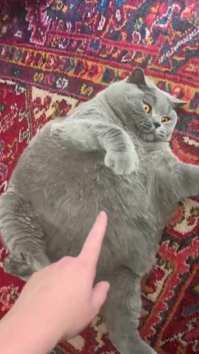 Просто кость широкая.