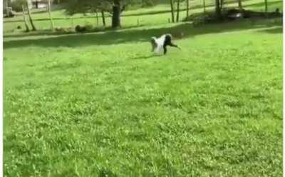 Lillia wandering through the jungle while the enemy team is at our base