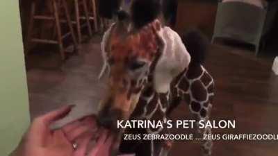 They want to introduce a smaller, pet size, urban model for individual house surveillance