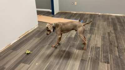 My humans just put down new flooring. What should I do first? Yes, go berserk with the ball is definitely the right answer!