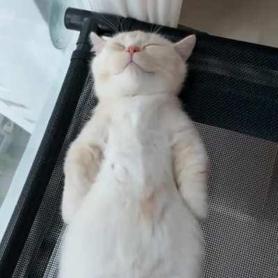 What A Cutie Sleepy Kitty.