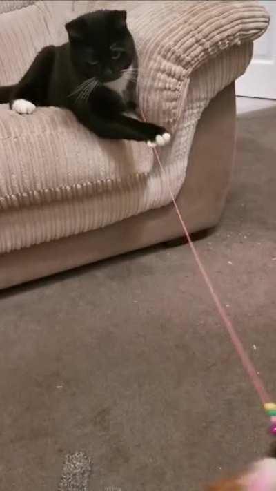 Loki has taken up the human job of toy wand waver this morning