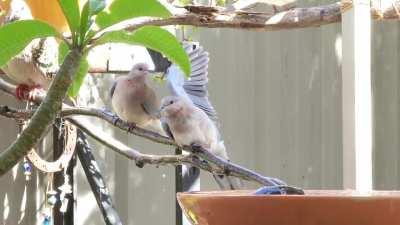 Dove doesn't want to share the sprinkler.