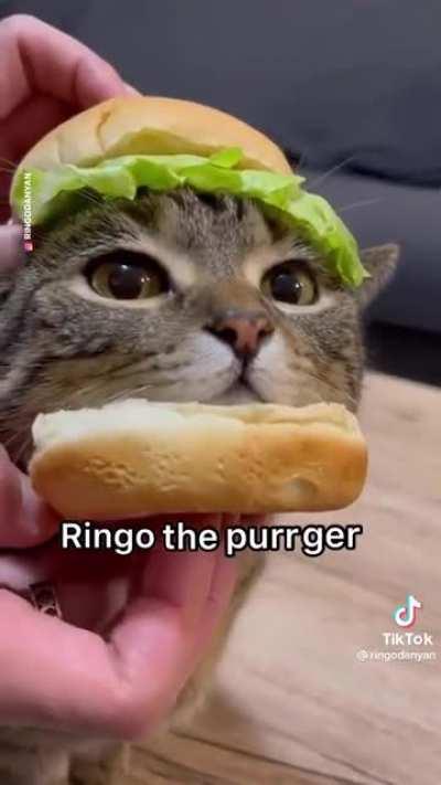 ringo is a modern wage slave