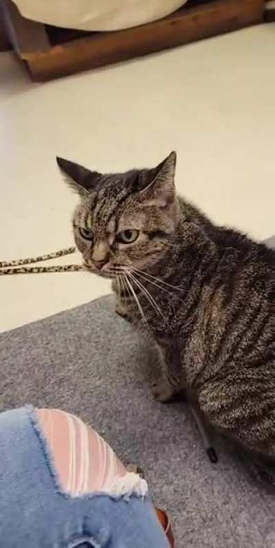 Gabby comes with attitude