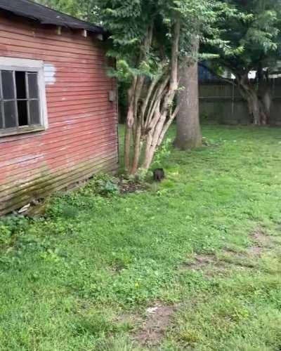 Little piggy shows the dogs how to do zoomies