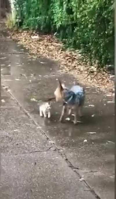 Dog saves a kitten from cold wet