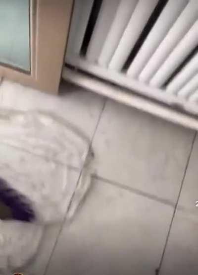 Чайный гриб сбежал!