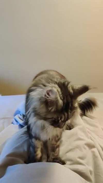 Making biscuits on my bladder makes me get up faster