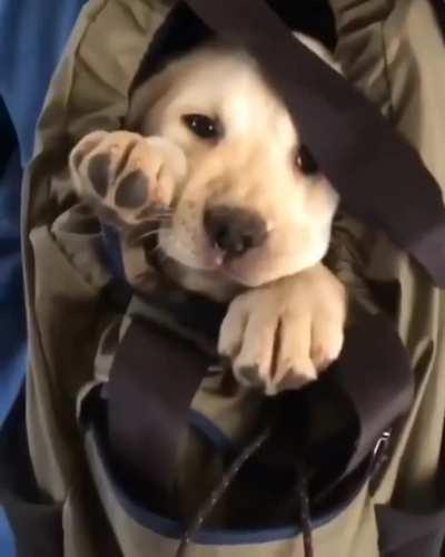 Checking the situation around.