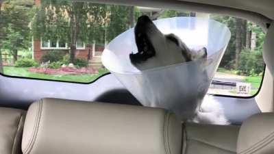 Post-op drunk husky howling