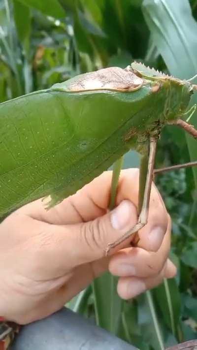 🔥 Giant Malaysian Katydid
