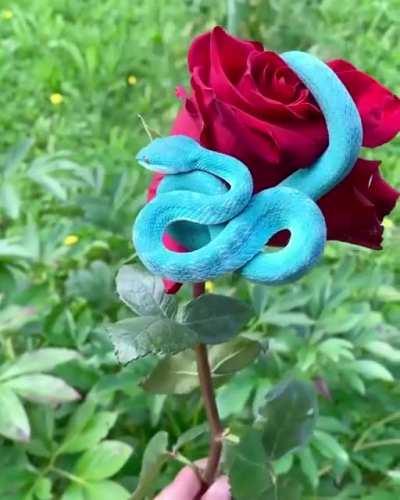 🔥 The incredibly beautiful Blue Pit Viper 🔥