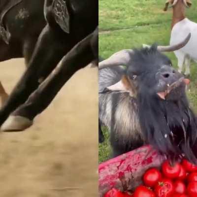 Come, sing me a song 🍅