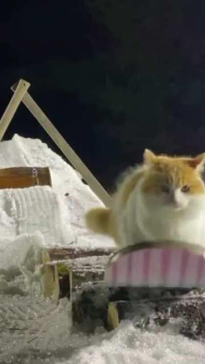 snOw Lion mUrDerS thE sNoWBOaRdeR, TakeS HIs bElongInGs, aNd bEcoMES socIAL MEDIA StAr