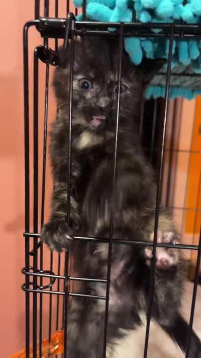 Whenever I see videos of kittens doing this, it always makes me laugh, so I was like, “yes, here is my opportunity!”