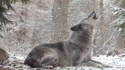 Grey wolf howl prompt response from entire forest