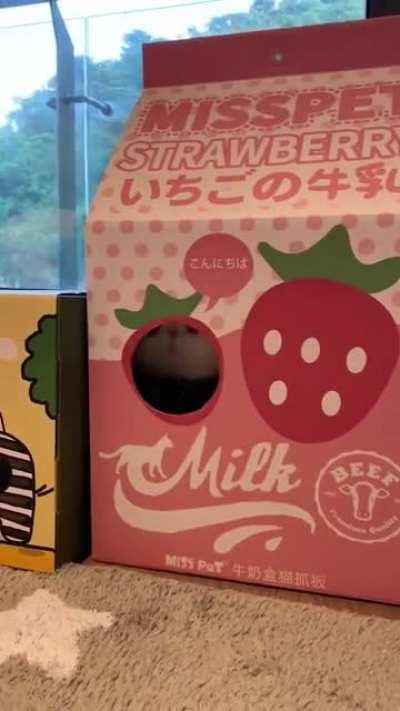 Video credit: @catty_jack on TikTok