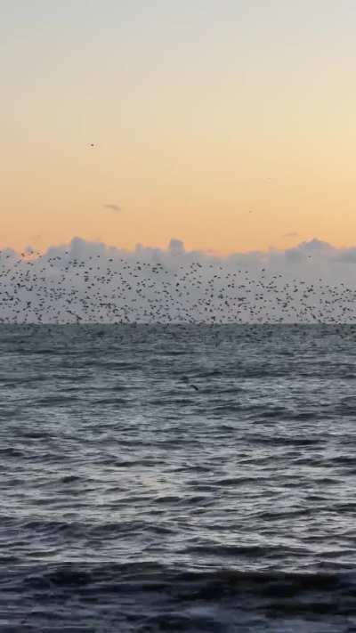 🔥 a murmuration of starlings above the sea in Brighton [oc]