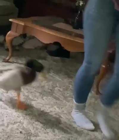 Idiot opens door for neighborhood criminal