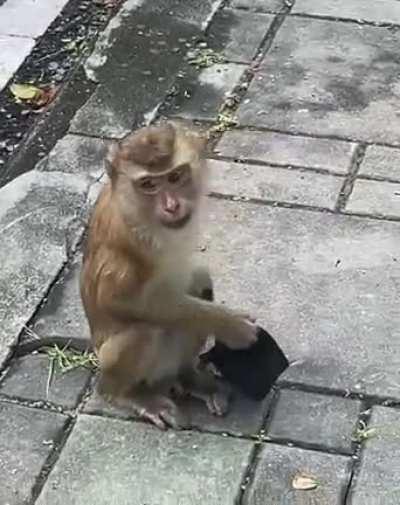 Monk singlehandedly ends coronavirus 😵‍💫